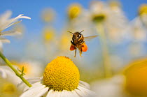 European Honey Bee (Apis mellifera) with pollen sacs flying towards a Scentless mayweed (Tripleurospermum inodorum) flower in order to feed, Perthshire, Scotland, UK, July. 2020VISION Exhibition. Did...