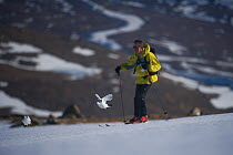 A male (left) and female Ptarmigan (Lagopus mutus) in winter plumage taking flight from an ice field as a skier passes by, Cairngorms National Park, Scotland, UK, March 2011. 2020VISION Exhibition.