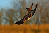 Red Kite (Milvus milvus) in flight, Wales, UK, November. 2020VISION Exhibition. Did you know? Reintroduced Red kites in England reproduce when they are one year old, but native kites in Wales only sta...