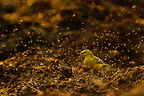 Adult male Yellow wagtail (Motacilla flava flavissima) in spring plumage feeding on flies from a manure pile, Hertfordshire, England, UK, April. 2020VISION Exhibition.