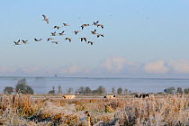 Flock of twenty juvenile Common / Eurasian cranes (Grus grus) recently released by the Great Crane Project onto the Somerset Levels and Moors, flying over grazing cattle, Somerset, England, UK, Octobe...