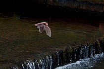 Adult Daubenton's bat (Myotis daubentoni) flying over a weir, England, UK, September. 2020VISION Exhibition. Did you know? This species is know as the 'water bat', and catches insects from the water s...