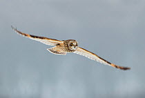 Short-eared owl (Asio flammeus) in flight, Worlaby Carr, Lincolnshire, England, UK, December. 2020VISION Exhibition.