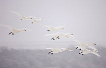 Whooper swans (Cygnus cygnus) in flight, Caerlaverock WWT, Dumfries and Galloway, Scotland, UK. January. 2020VISION Exhibition. 2020VISION Book Plate. Did you know? Fossil records show Whooper swans w...