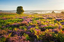 View over New Forest lowland heathland at Fritham Cross at dawn, with flowering Bell heather / Ling (Erica cinerea) and Bracken (Pteridium aquilinum), New Forest National Park, Hampshire, England, UK....