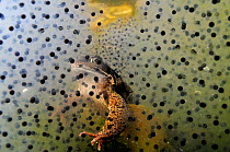 Common frog (Rana temporaria) and frogspawn in a garden pond, Surrey, England, UK, March. 2020VISION Exhibition.