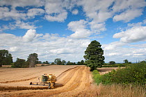 Combine harvester harvesting Oats (Avena sativa), Haregill Lodge Farm, Ellingstring, North Yorkshire, England, UK, August. 2020VISION Exhibition. 2020VISION Book Plate. Did you know? Oats are a hardy...
