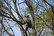 Blakiston's fish owl (Bubo / Ketupa blakistoni) perched in tree, Primorskiy krai, Russia.