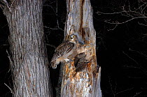 Blakiston's fish owl (Bubo / Ketupa blakistoni) with chick on nest at night, Primorskiy krai, Russia.