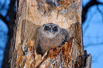 Blakiston's fish owl (Bubo / Ketupa blakistoni) chick peering out from nest, Primorskiy krai, Russia.
