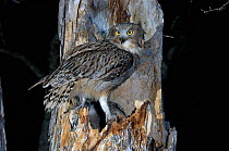 Blakiston's fish owl (Bubo / Ketupa blakistoni) on nest at night, Primorskiy krai, Russia.