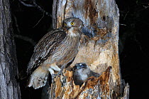 Blakiston's fish owl (Bubo / Ketupa blakistoni) with chick peering out of nest at night, Primorskiy krai, Russia.