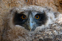 Blakiston's fish owl (Bubo / Ketupa blakistoni) chick close up head portrait, Primorskiy krai, Russia.