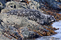 Western Pacific Harbour Seal / Kuril Seal (Phoca vitulina stejnegeri) hauled out on rocks, Commander Islands, The Far East, Russia.