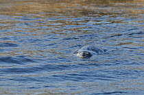Western Pacific Harbour Seal / Kuril Seal (Phoca vitulina stejnegeri) swimming, Commander Islands, The Far East, Russia.