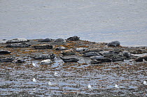 Western Pacific Harbour Seal / Kuril Seal (Phoca vitulina stejnegeri) group lying on beach, Commander Islands, The Far East, Russia.