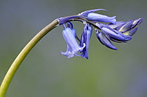 Bluebell (Endymion / Hyacinthoides nonscriptus) Lanhydrock, Cornwall, UK, May.