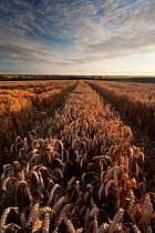 Field of ripe wheat with vehicle tracks, in late evening light, near Putford, north Devon, UK, August 2011.