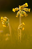 RF- Cowslips (Primula veris) backlit in evening light. Durlston Country Park, near Swanage, Dorset, UK. April. (This image may be licensed either as rights managed or royalty free.)
