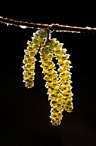 Hazel catkins (Corylus avellana) backlit, close up, Broxwater, Cornwall, UK, February.