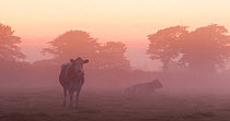 Domestic cattle, one standing one lying down  in field on a misty morning, near Bradworthy, Devon, UK, August.