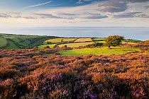 Porlock common, view towards south Wales, with flowering heather in summer, Exmoor NP, Somerset, UK, August 2011.