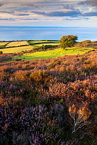 View of moorland and coastline near Porlock, Exmoor National Park, Somerset, UK, September 2011.