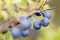 Blackthorn berries / sloes (Prunus spinosa) Bossington, Somerset, UK, August.