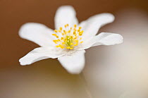 Wood anemone (Anemone nemorosa) Royal Horticultural Society (RHS) Rosemoor, Devon, UK, April.