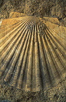 Fossil of a Scallop shell (Pecten sp) from the lower Cretaceous era