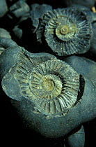 Fossil of Ammonite shells, from Phokara valley, Nepal