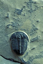 Fossil of a Trilobite from the Cambrian period.
