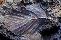 Fossil of the leaf of an angiosperm plant, from the Miocene period.