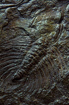Fossil of a Trilobite (Ceratarges sp) from the Devonian period, Asturias, Spain