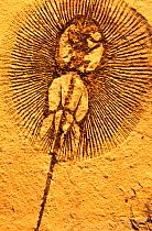 Fossil of extinct stingray (Ciclobatis major raya)