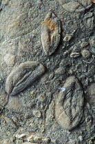 Fossils of Foraminifera nummulites, from the  Paleocene or Oligocene period.