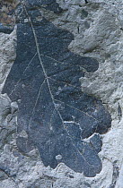 Fossil of Oak leaf (Quercus pseudocasta) angiosperm from the Cretaceous period