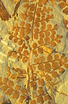 Fossil of the seed fern (Eusphenopteris striata) from the Pennsylvanian period of the Carboniferous era.