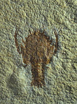 Fossil of decapod crustacean (Eryon arctiformis) from the Jurassic period