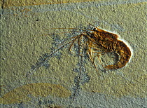 Fossil of shrimp-like crustacean (Antrimpos) from the Cretaceous period, Germany