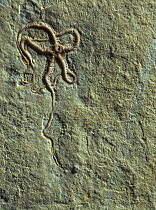Fossil of Brittlestar (Ophiopetra sp) from the Jurassic period, Germany