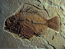 Fossil of extinct perch fish (Priscacara sp) from the Eocene period, Wyoming, USA
