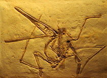Fossil of the Pterosaur Pterodactyl (Pterodactylus) from the Jurassic period, Germany