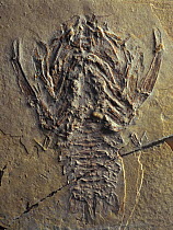 Fossil of decapod crustacean (Eryon arctiformis) from the Jurassic period