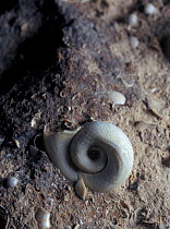 Fossil of freshwater snail (Planorbis sp) from the Miocene period, Albacete, Spain