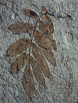 Fossil of leaves of prehistoric Hickory plant (Carya sp) Castellon, Spain