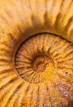 Close up of coil of spiral shell of an Ammonite fossil, Asturias, Spain