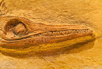 Fossil of prehistoric marine reptile Plesiosaur (Plesiosauria) showing skull, jaws, eyes and teeth, Spain