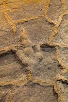 Fossil of footprint of three toed prehistoric reptile, Iguanodon, Spain