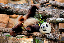 Giant panda (Ailuropoda melanoleuca) male, Yuan Zi, lying on climbing frame eating bamboo, captive, Zoo Parc de Beauval, France, Endangered